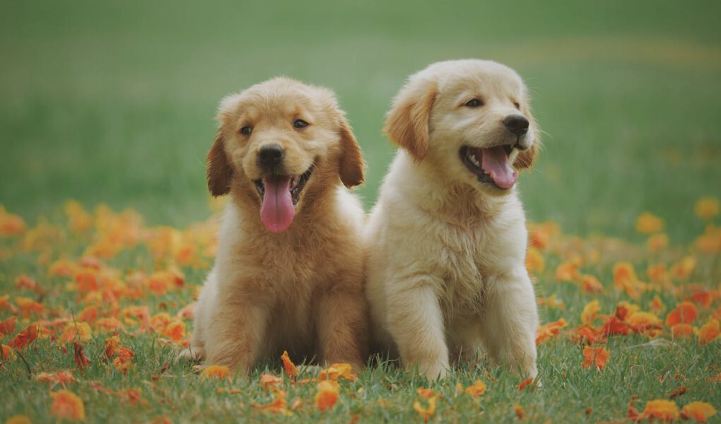 Golden Retriever pup