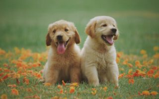 Golden Retriever pup