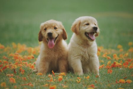 Golden Retriever pup