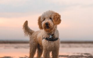 Labradoodle