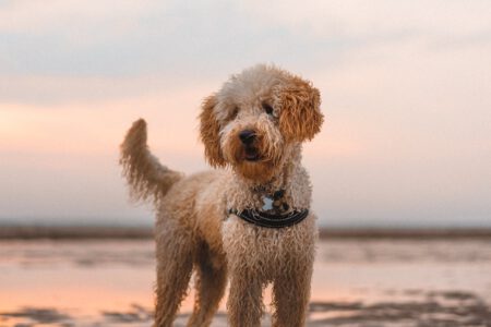 Labradoodle