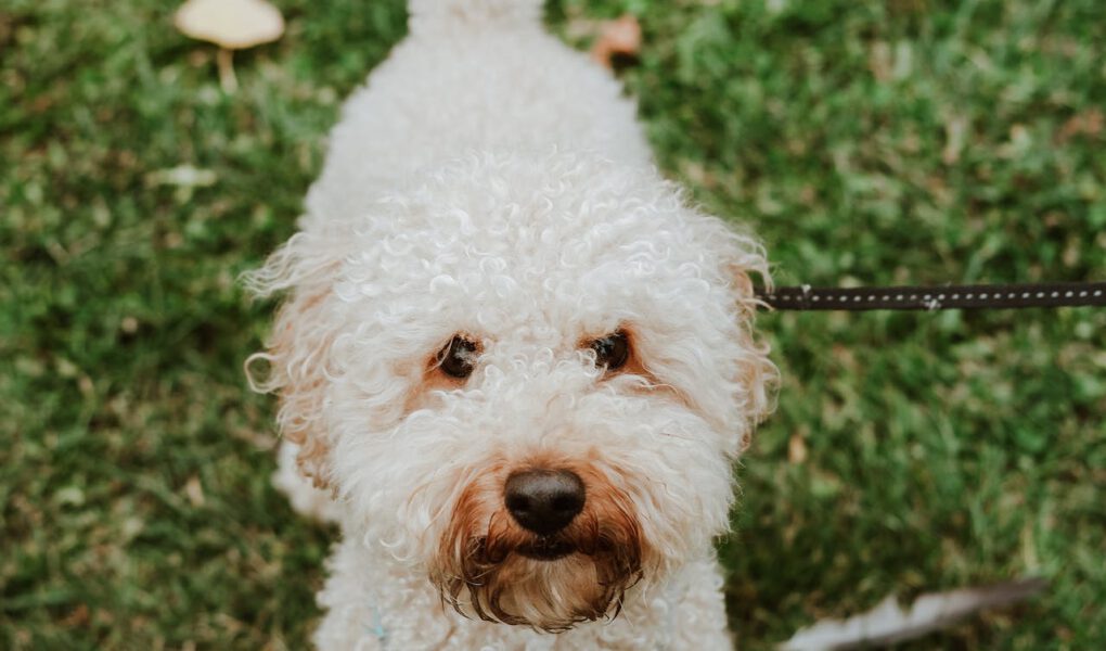 labradoodle mini