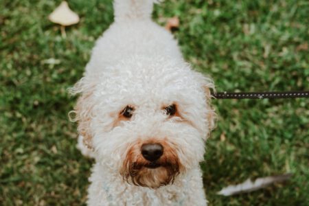 labradoodle mini